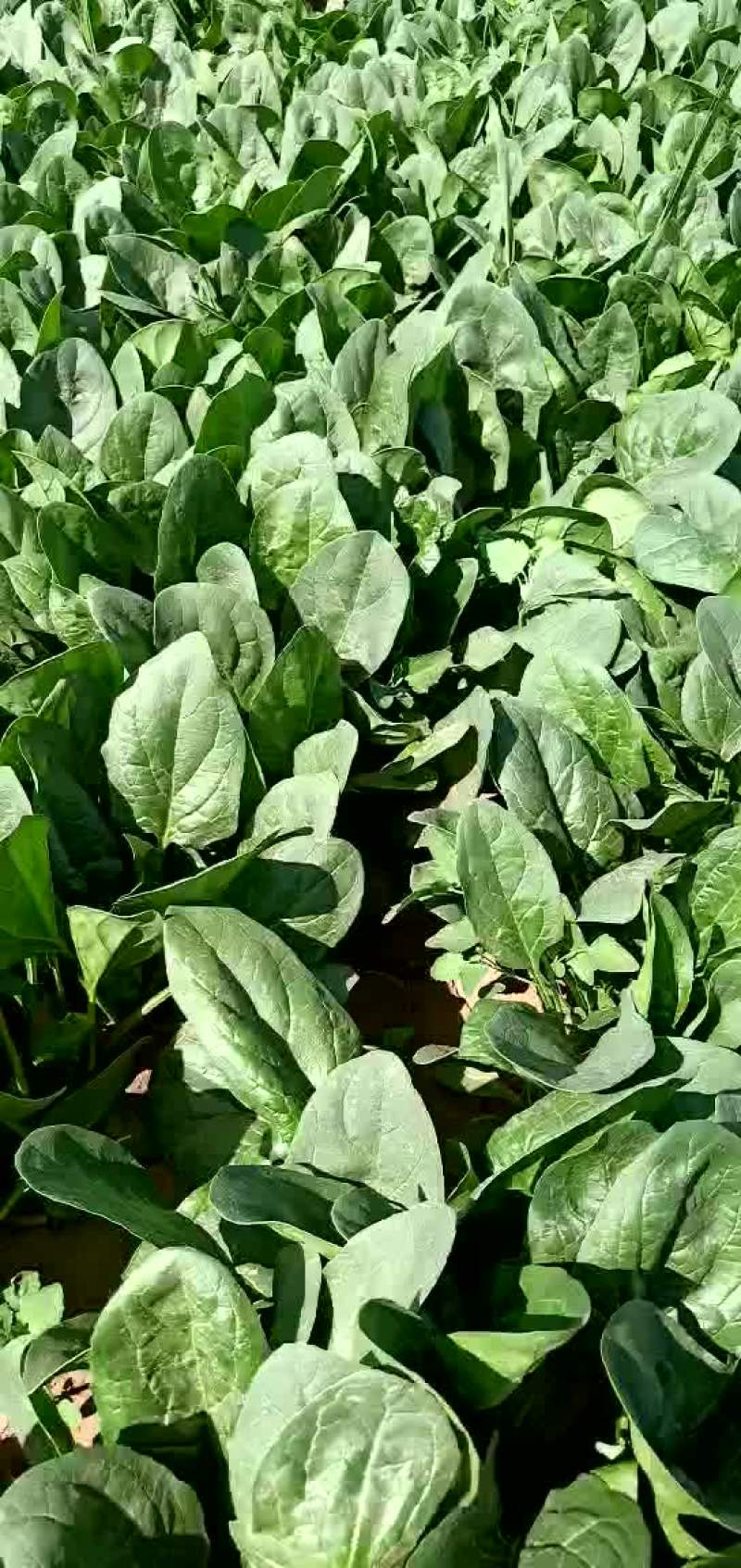 大叶菠菜