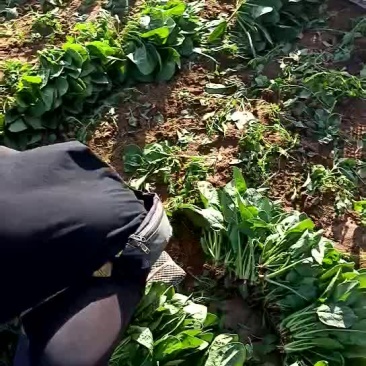 大叶菠菜