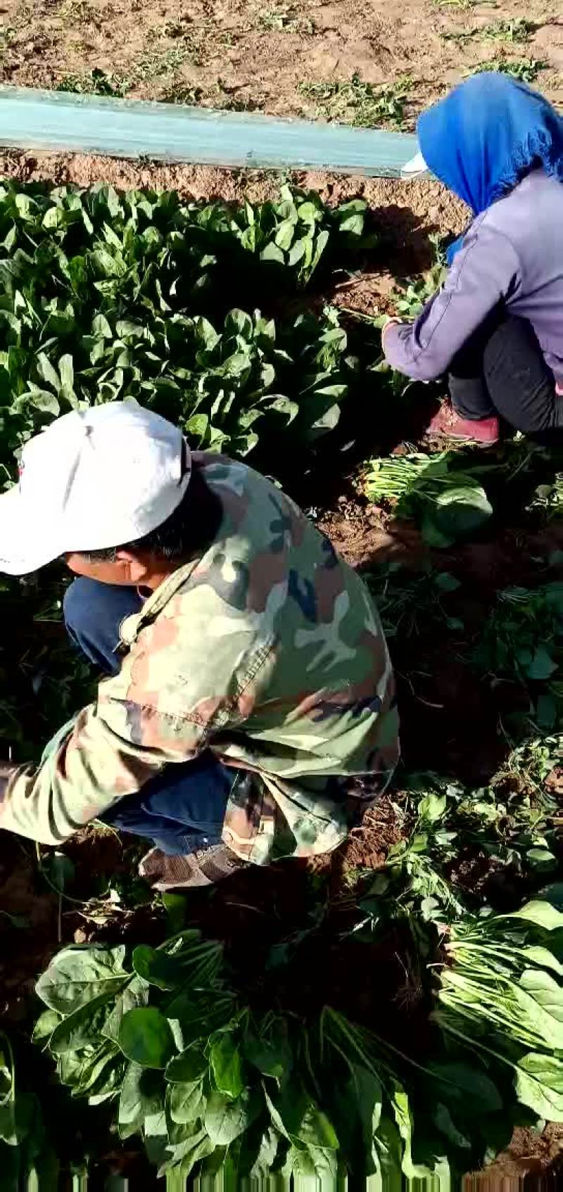 大叶菠菜
