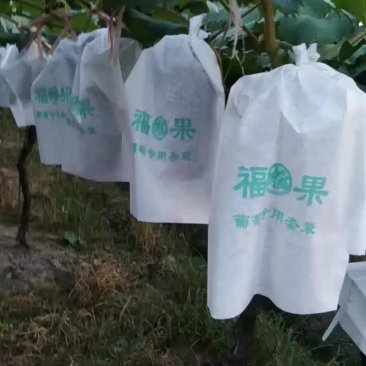 夏黑葡萄