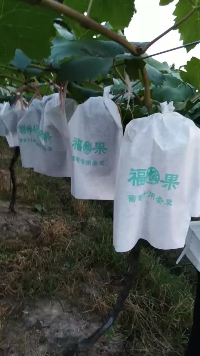 夏黑葡萄