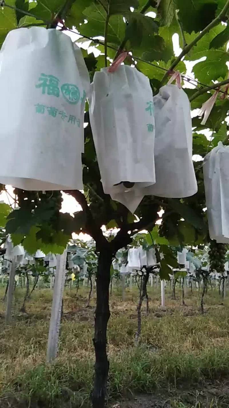 夏黑葡萄