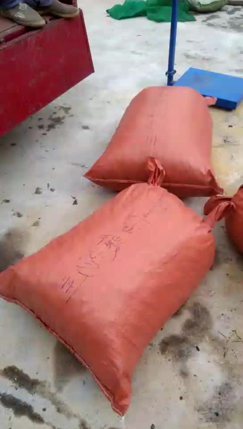 黑桑椹：干净无杂无砂泡水煮水即时