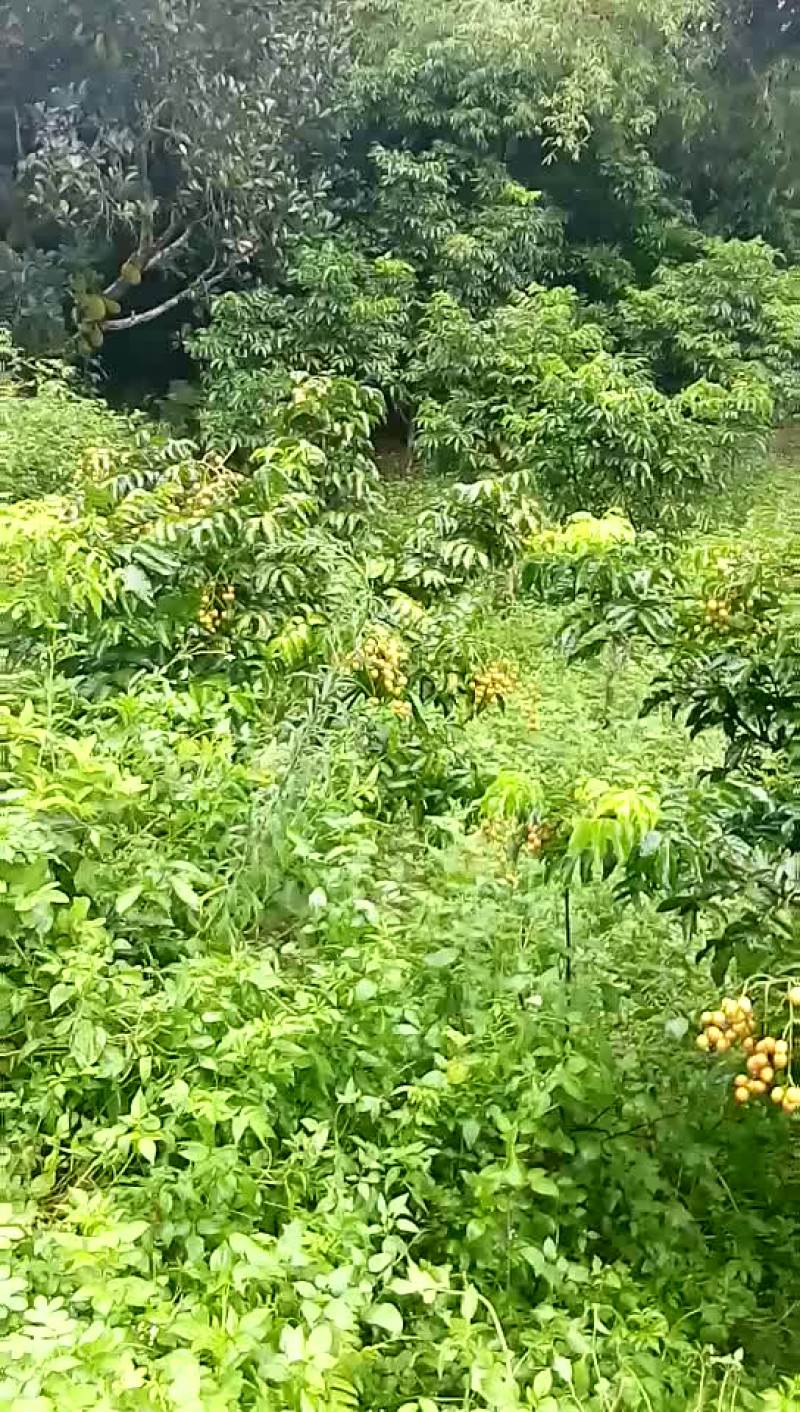 本地果