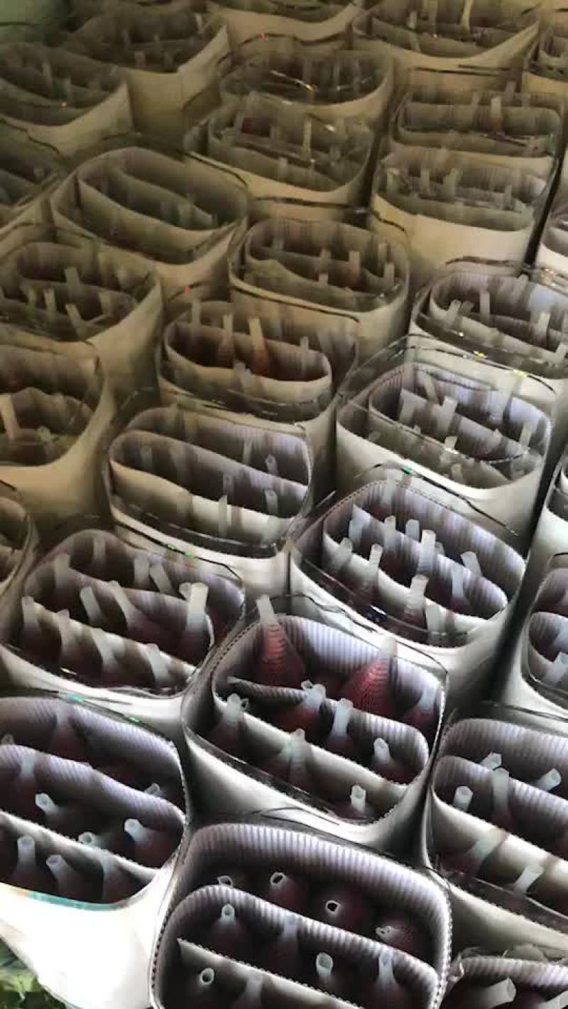 各色玫瑰批发