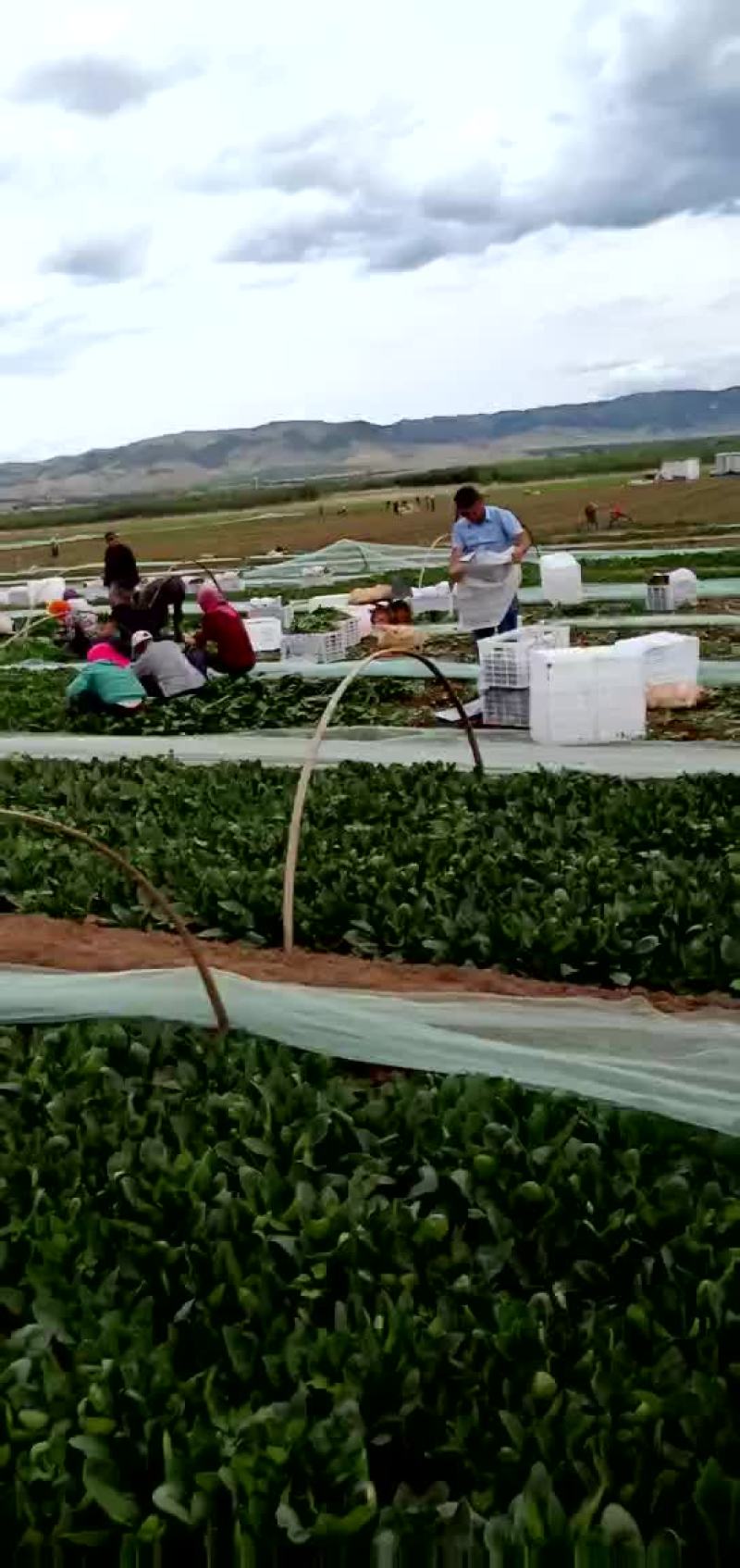 大叶菠菜