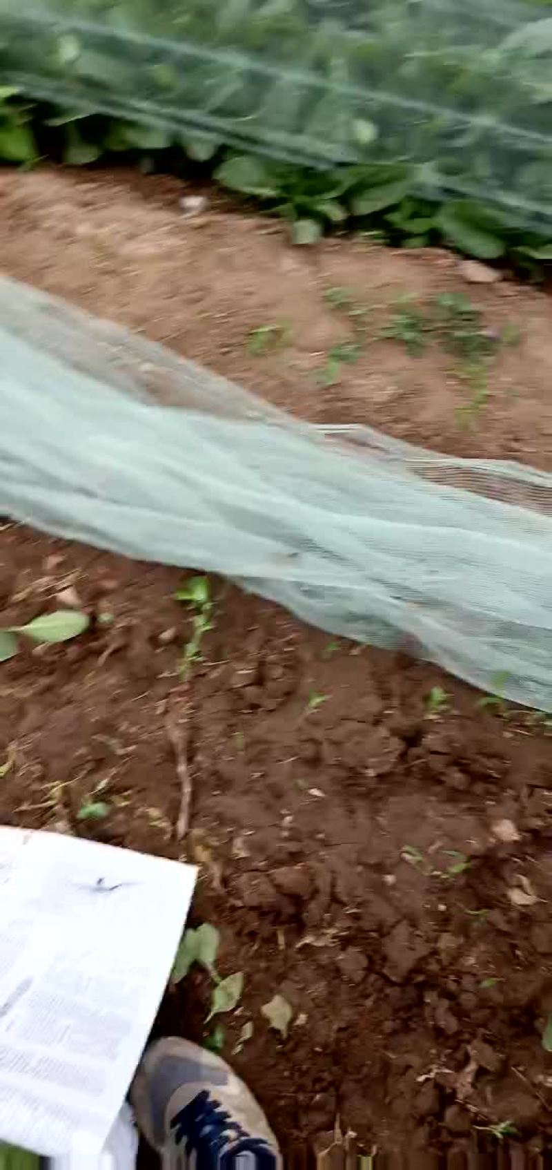 大叶菠菜