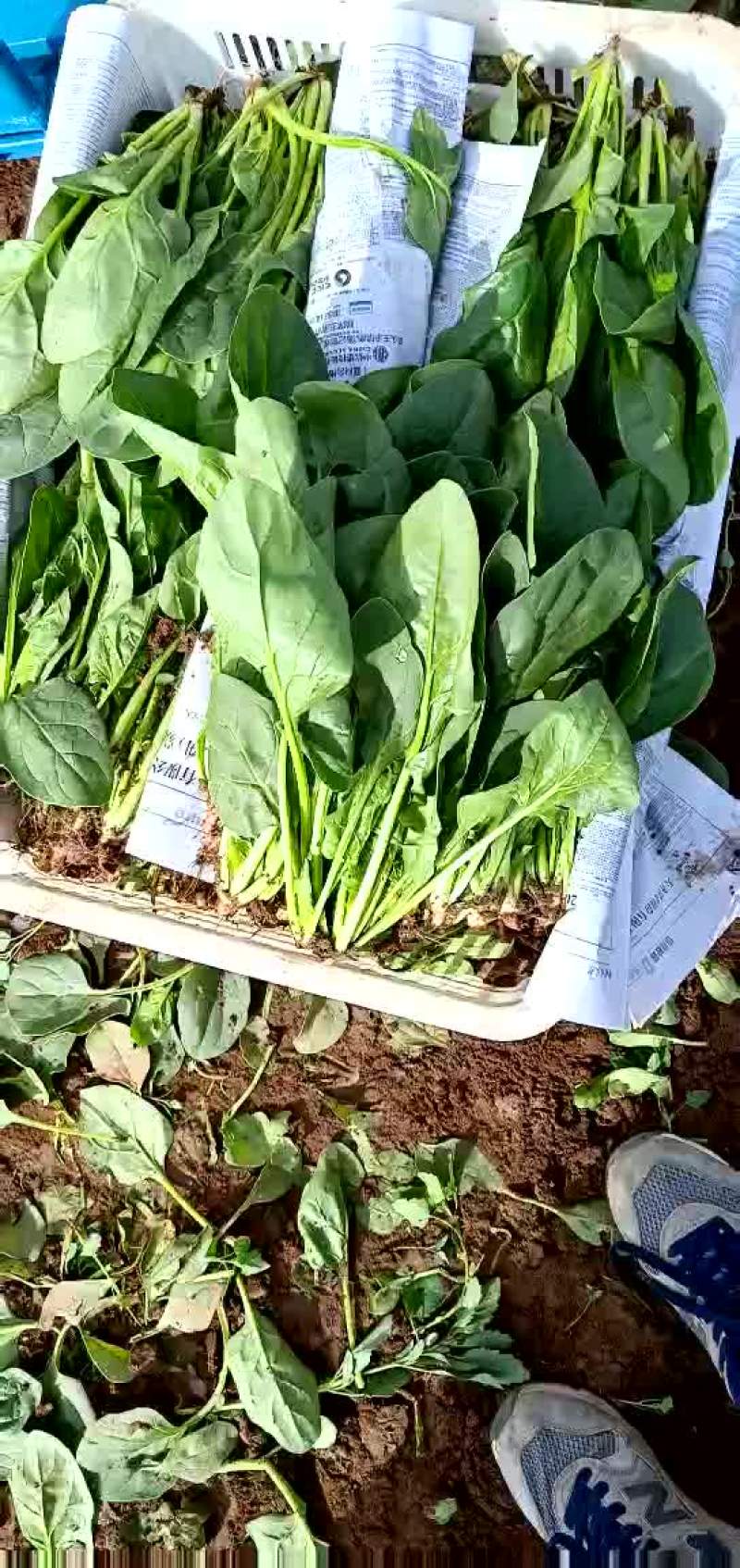 大叶菠菜