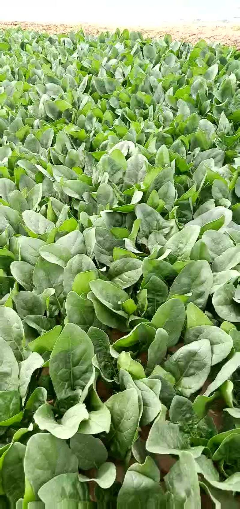 大叶菠菜