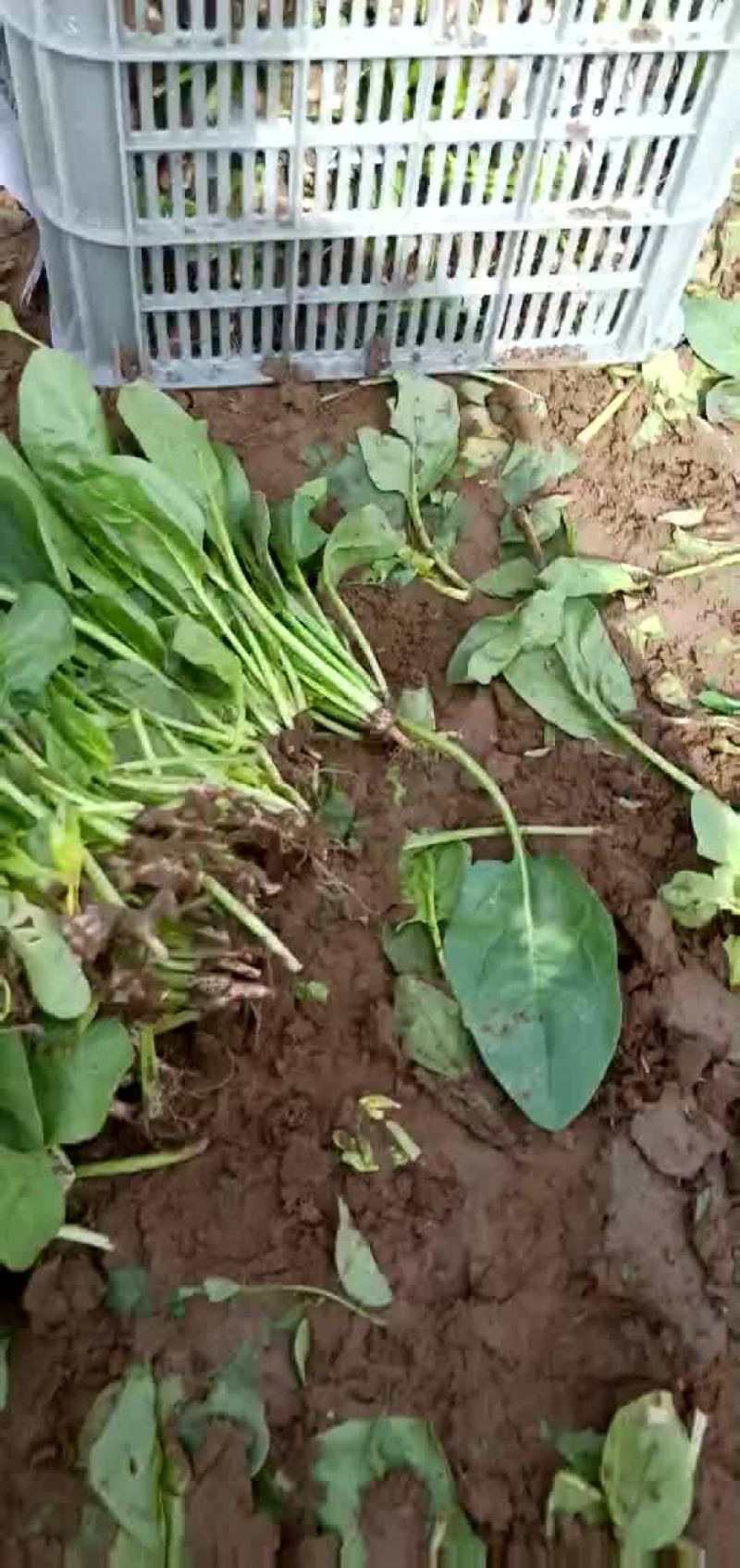 大叶菠菜