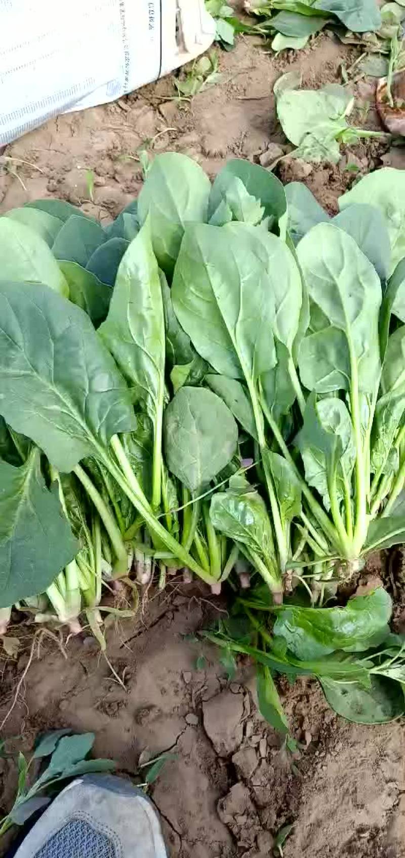 大叶菠菜