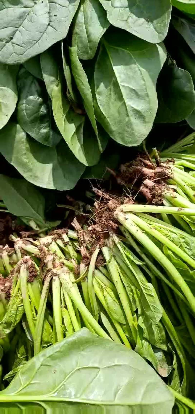 大叶菠菜