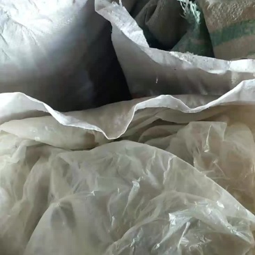 山杏核预订