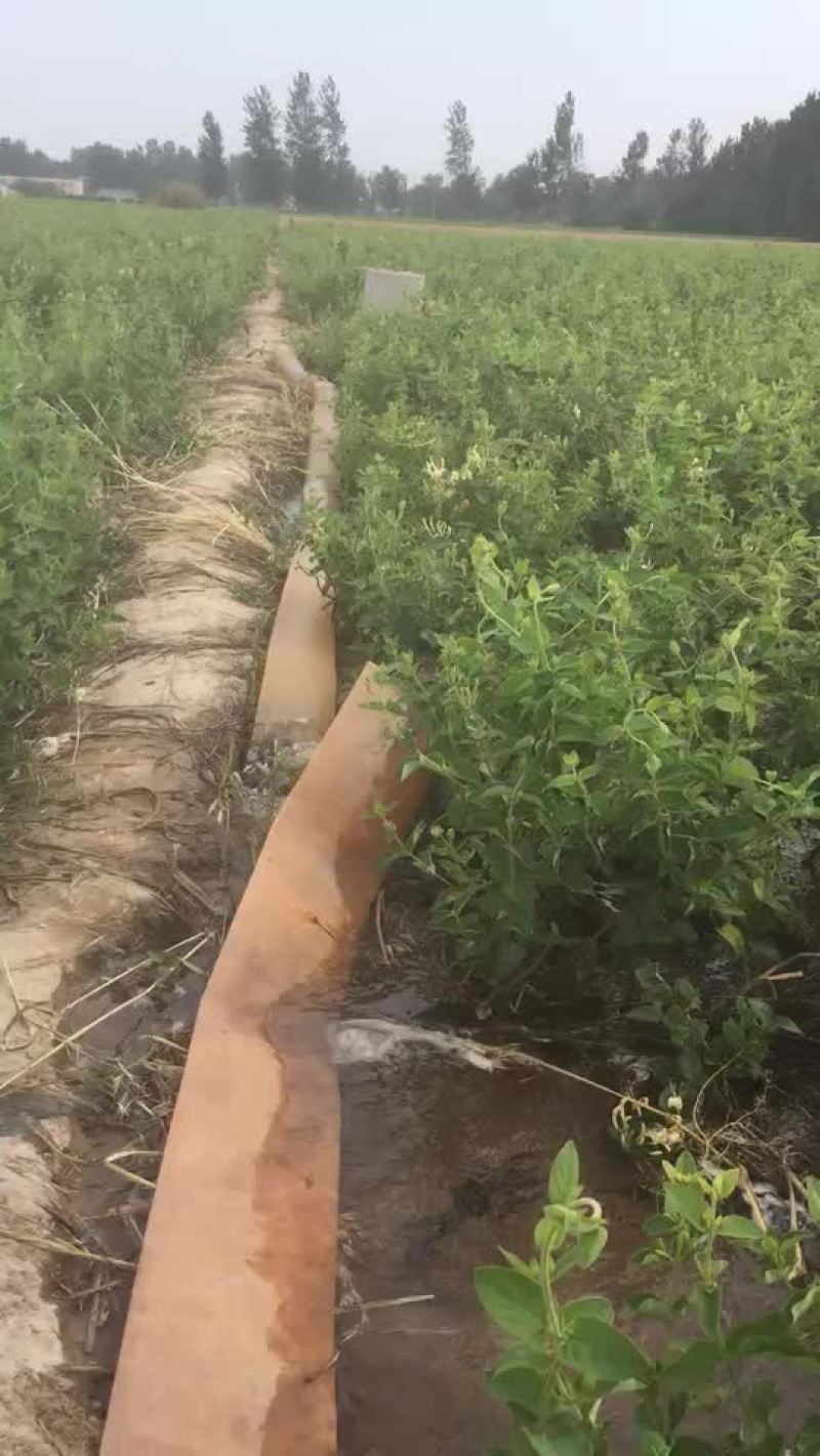 金银花苗