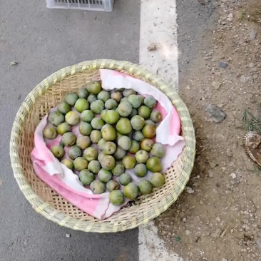 美国杏梨