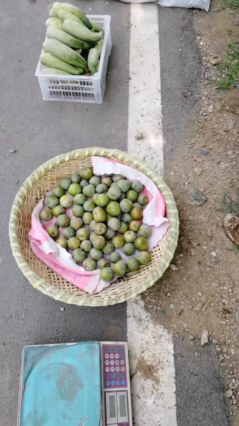 美国杏梨