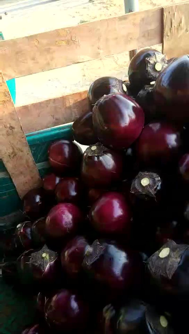 圆茄子