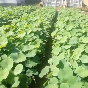 盆栽荷花价格便宜啦