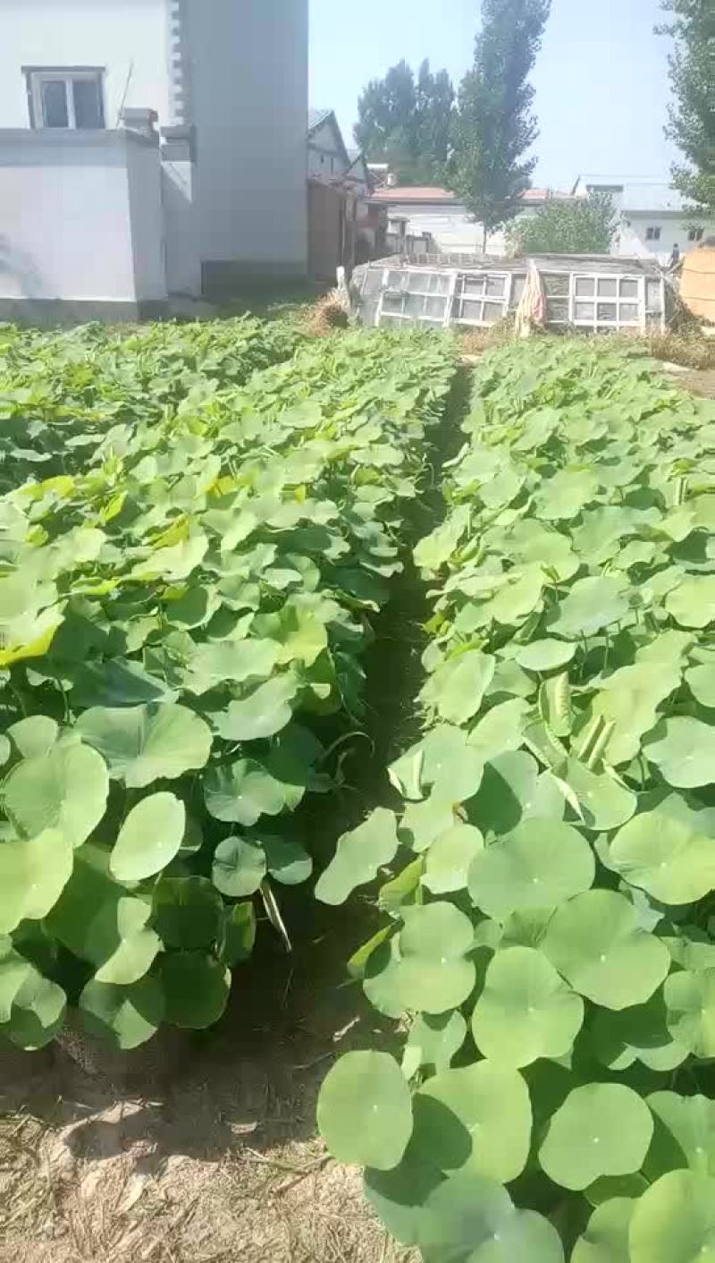 盆栽荷花价格便宜啦
