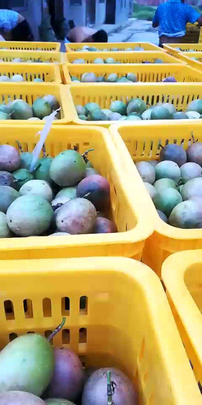 紫香百香果，头手货源，大老板网购电商前