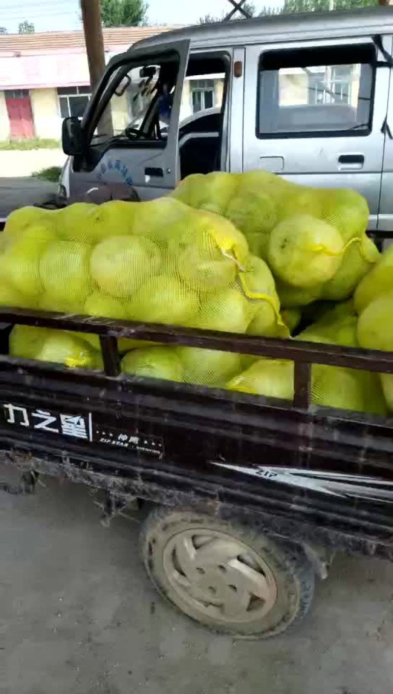 禹城冬瓜大量上市中需要的客户抓紧联系