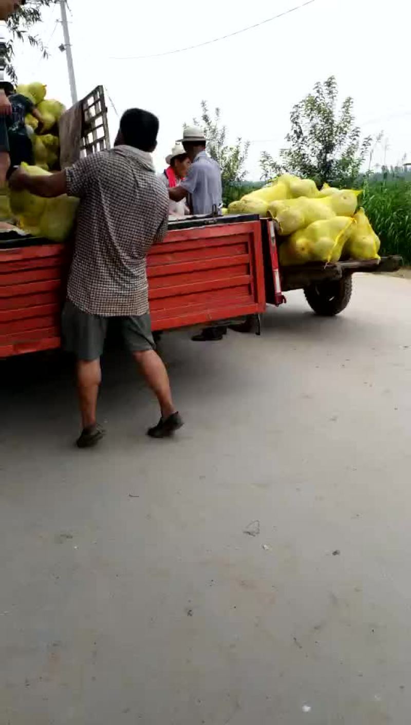 禹城冬瓜大量上市中需要的客户抓紧联系