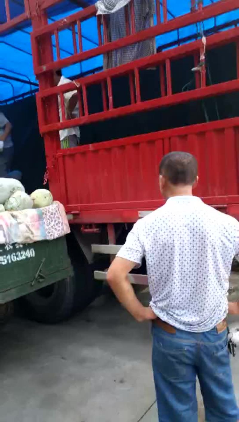 禹城冬瓜大量上市中需要的客户抓紧联系