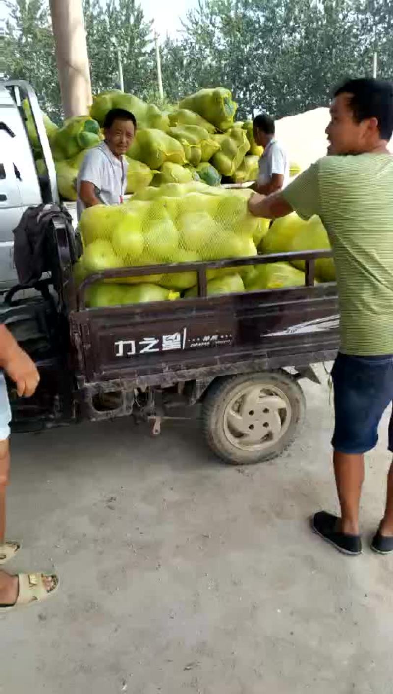 禹城冬瓜大量上市中需要的客户抓紧联系