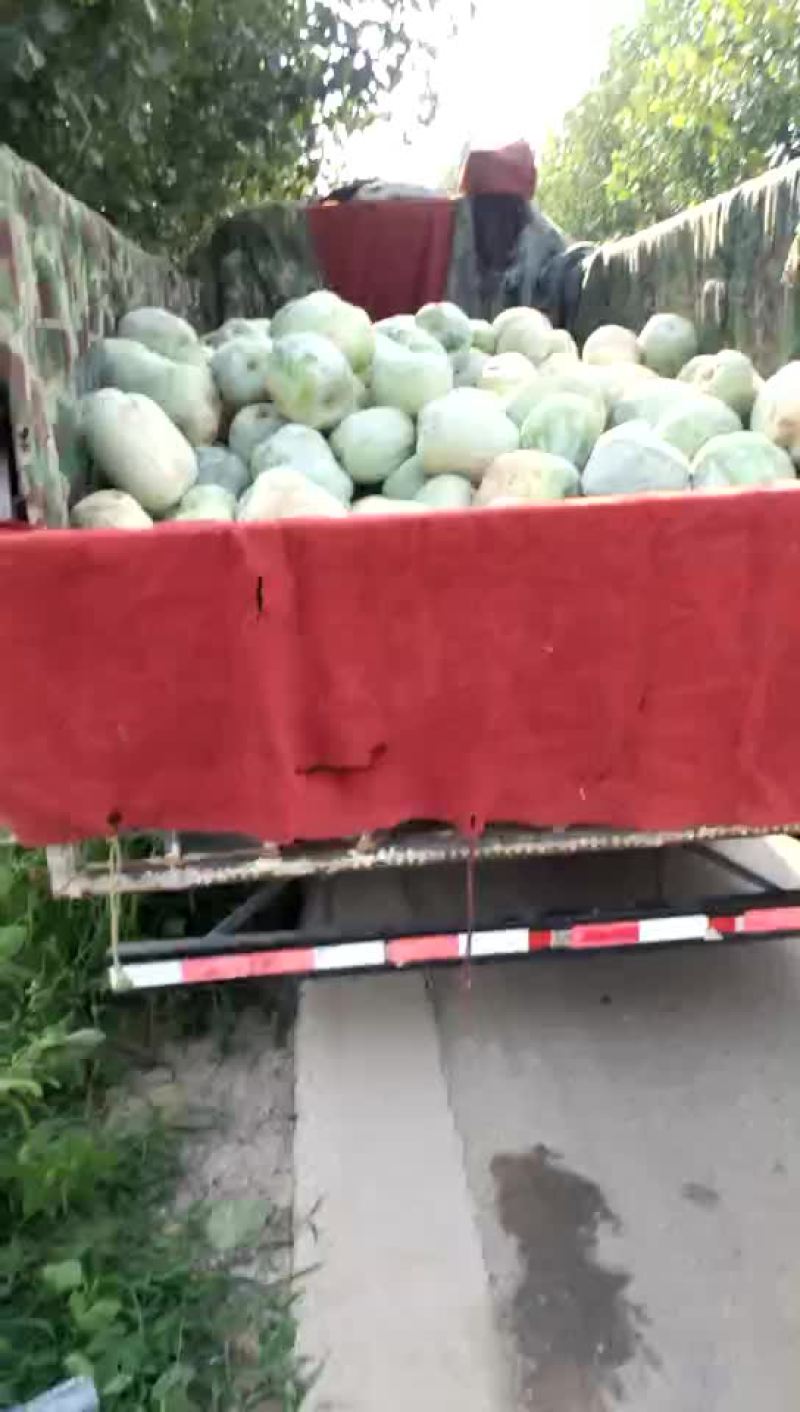 禹城冬瓜大量上市中需要的客户抓紧联系