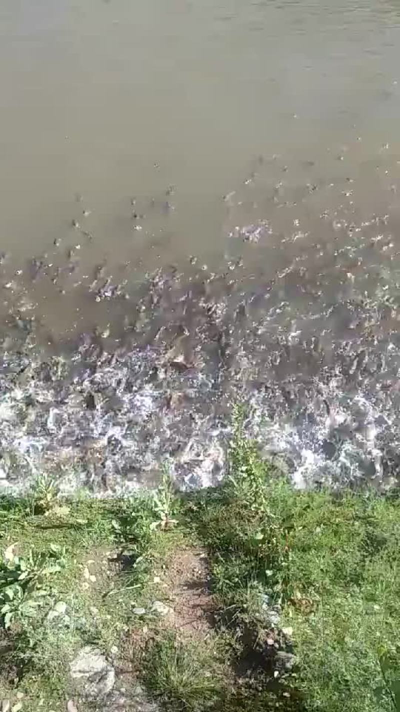 池鲤鱼