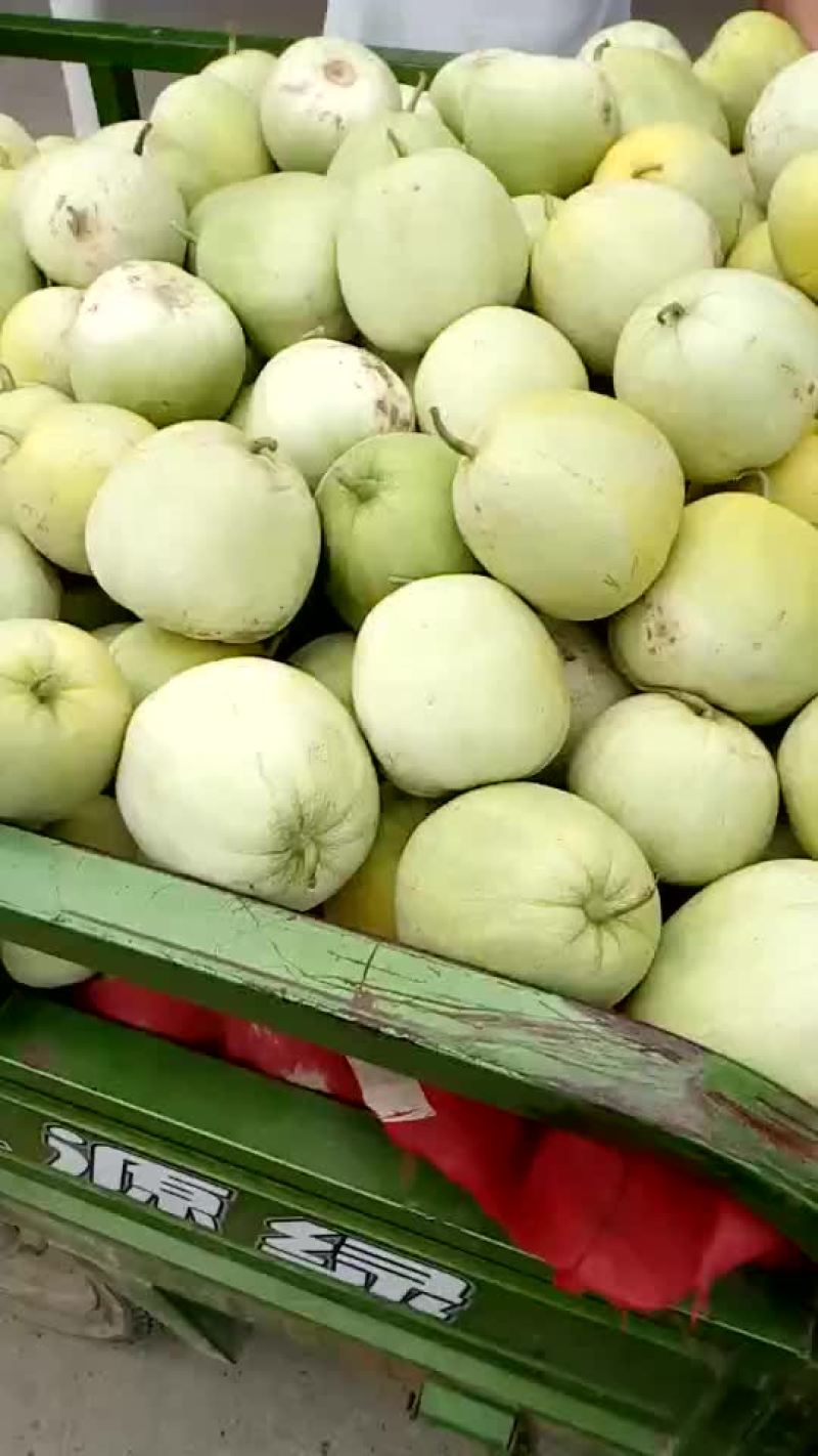 甜瓜
