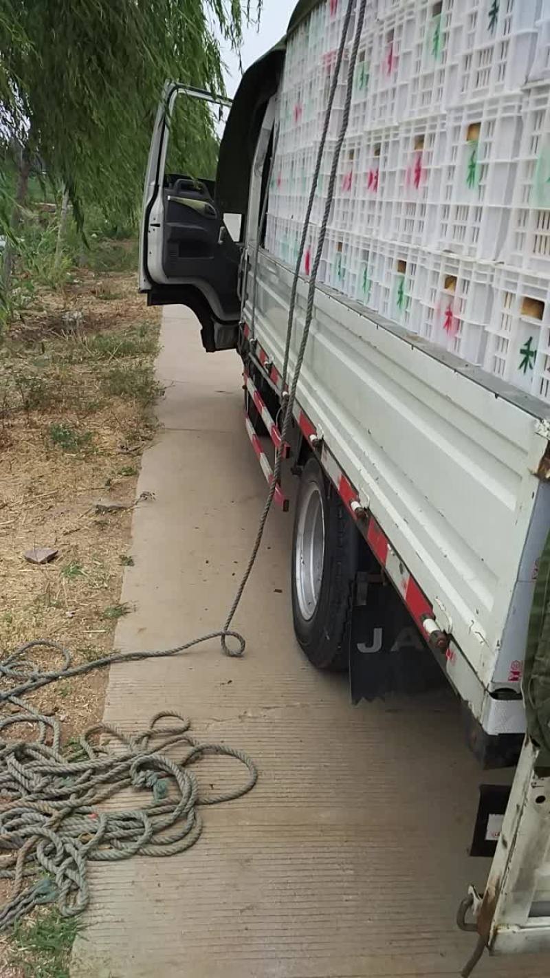 土豆