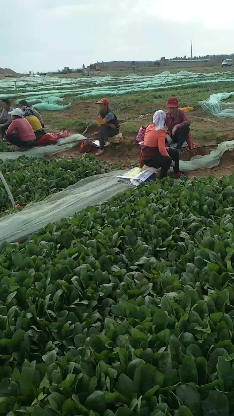 内蒙菠菜大量上市