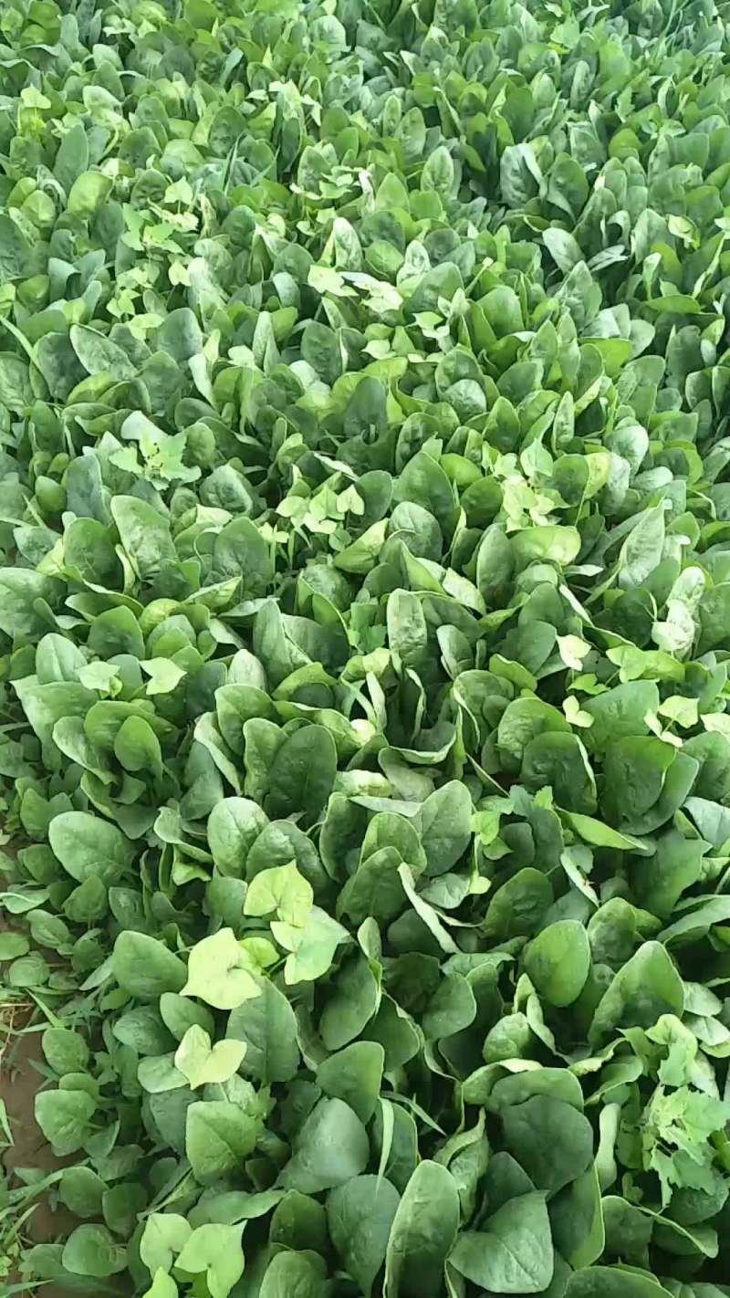 内蒙菠菜大量上市