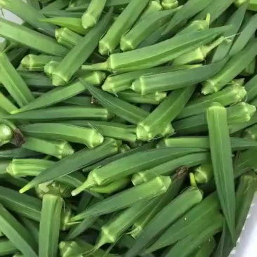 大量供应黄秋葵