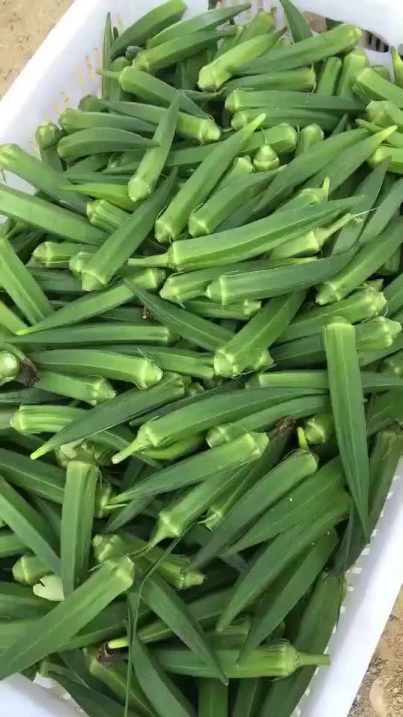 大量供应黄秋葵