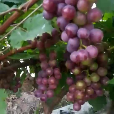 夏黑无籽葡萄