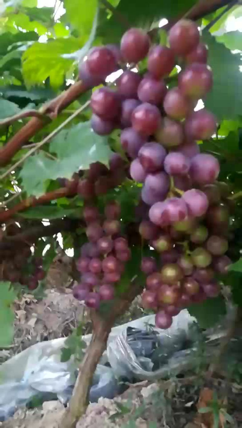 夏黑无籽葡萄