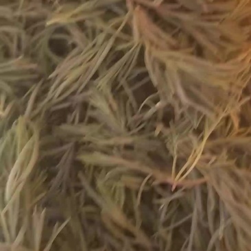 黄喜菜