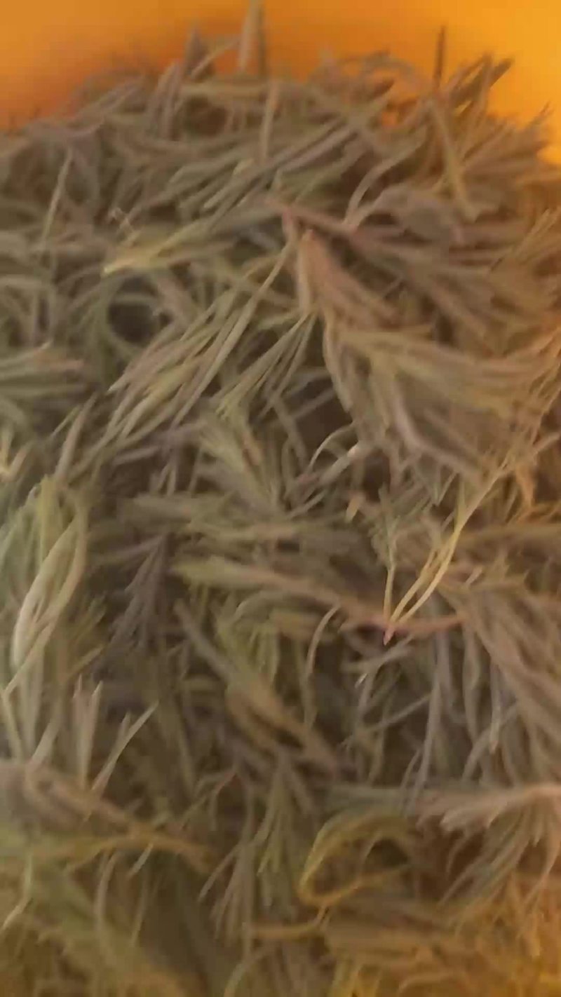黄喜菜