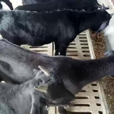 出售纯种努比亚繁殖黑山羊羊苗