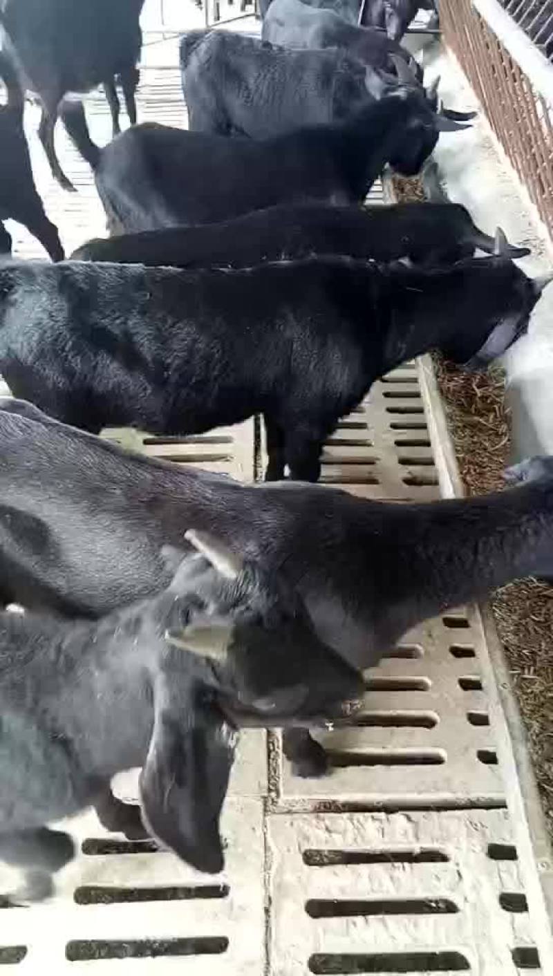 出售纯种努比亚繁殖黑山羊羊苗