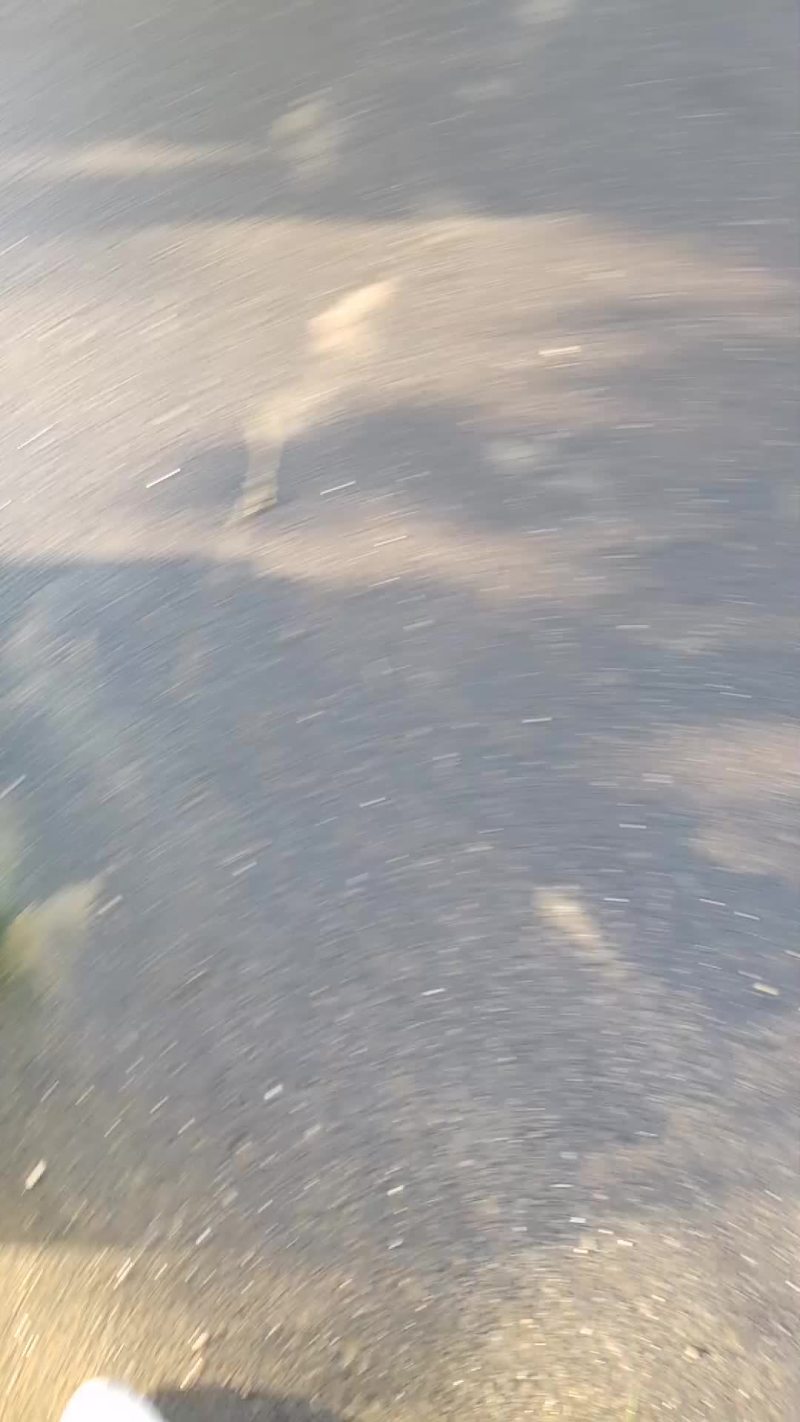 美国杏梨