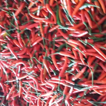 鲜辣椒