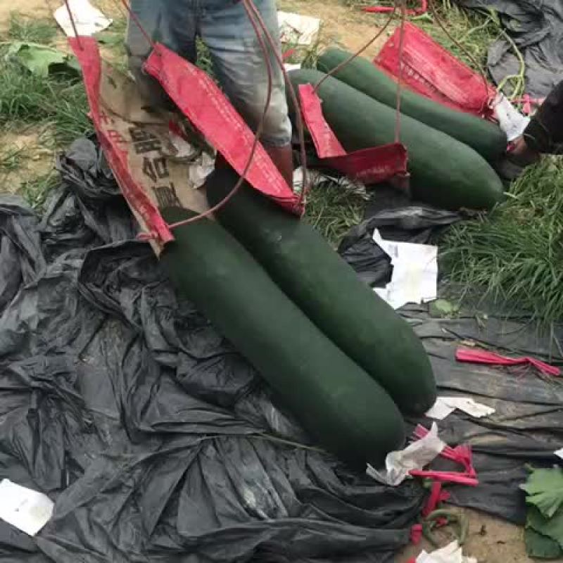 子弹头黑皮冬瓜20斤以上吊冬瓜