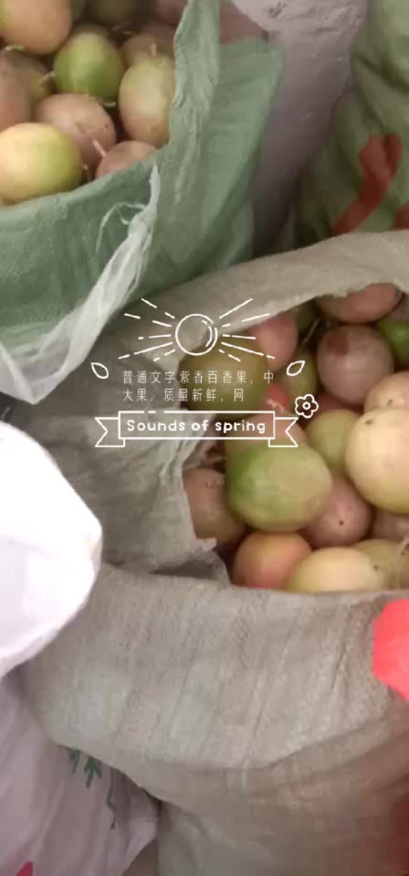 紫香百香果，中大果，质量新鲜，头手货源，