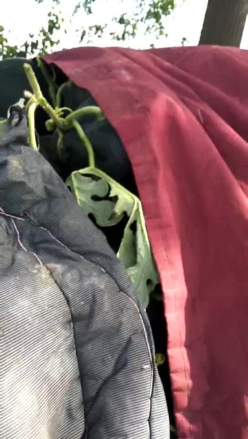 I0斤起步熟度好。