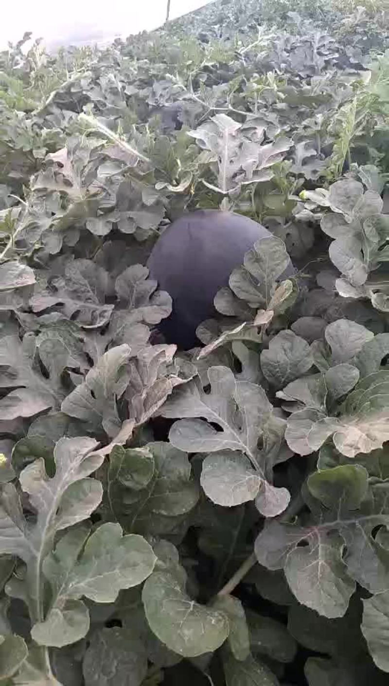 I0斤起步熟度好。