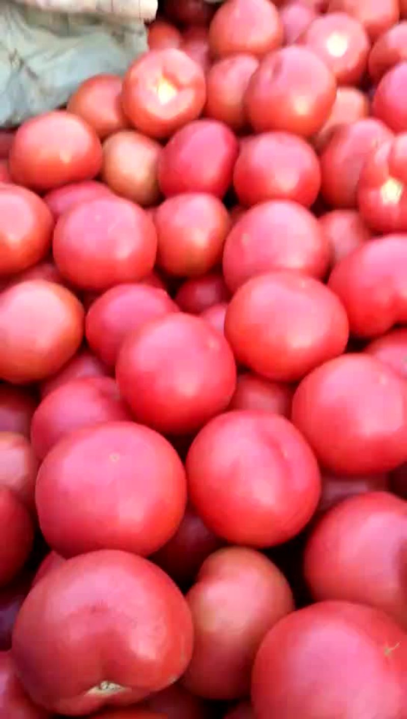 精品硬粉