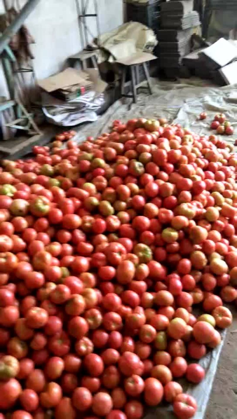 精品硬粉